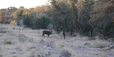 Big Time Exotic Sika Hunting In Texas