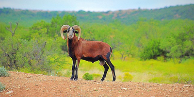 Ram Slam Corsicans Hunting Trip In Texas