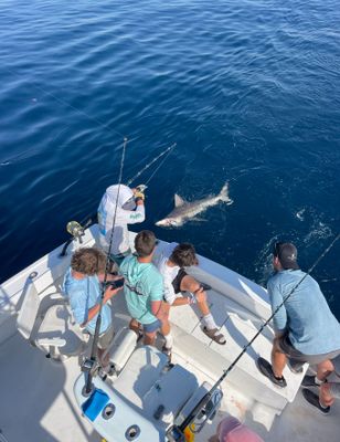 Fishing Charter Fort Lauderdale | Private - 3 Hour Big Game Shark Fishing Trip