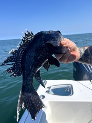 8 Hour Sea Bass Trip | New Jersey