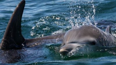 Charleston, SC 2 Hour Dolphin Cruise