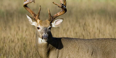 Deer Hunting In Texas 