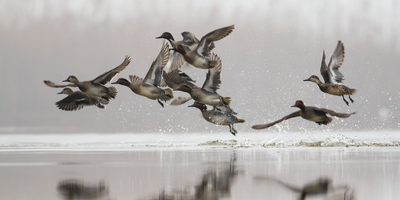 Duck Hunting In Texas 