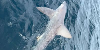 Blue Water Adventure: Offshore Fishing Expedition of a Lifetime | Whole Day Private Charter