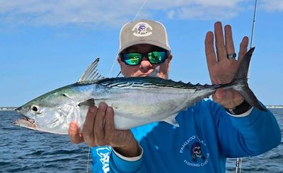 False Albacore Frenzy at Cape Lookout, NC