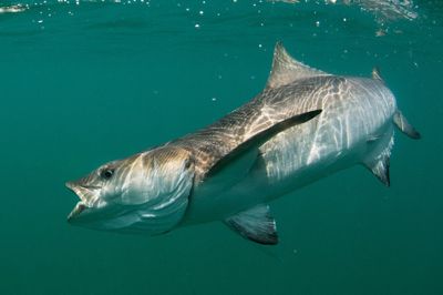 Cape Lookout Cobia Quest