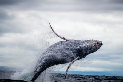 Massachusetts Whale Watching | Private - 6 Hour Trip