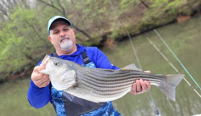 Lake Lanier Striper Fishing