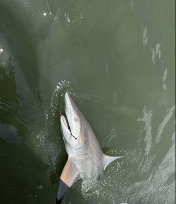 Shark Trip - Savannah , GA Fishing 