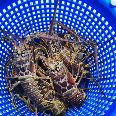 Lobster Charters and Snorkeling Trip - Cudjoe Key, FL