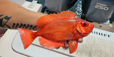 4 HR Offshore Fishing Adventure