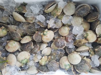 Scalloping in Florida | Private - 5 Hour Trip