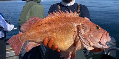 8 HR Shared Salmon and Rockfish Adventure