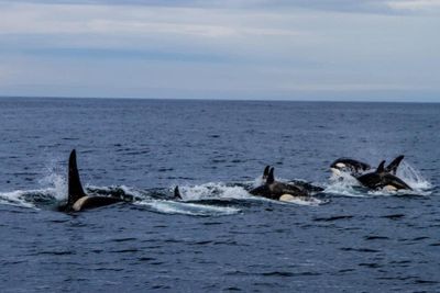 8 HR Glacier and Wildlife Sightseeing Adventure w/ 1 hour Fishing July/August (Shared Trip)