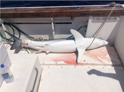 Montauk Shark Fishing