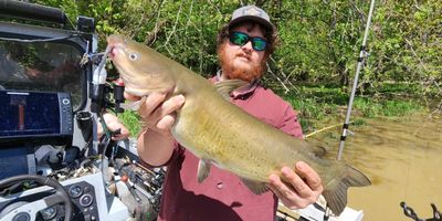 Smallmouth Bass And Musky Escapade