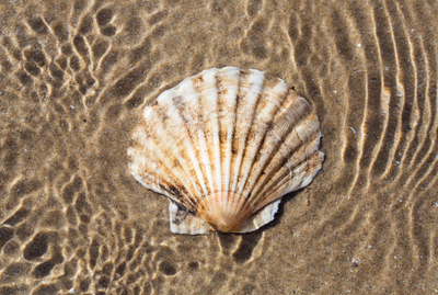 Scallop Hunting Adventure | 4 HR Private Trip