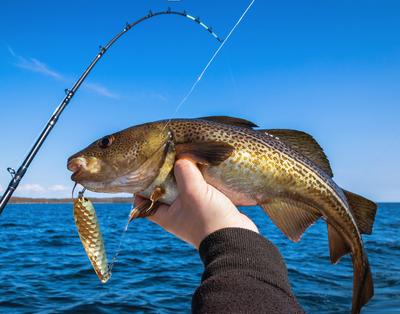 Halifax Harbour Fishing | 4 HR Private Trip