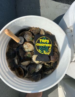 Crystal River Scalloping – Half Day