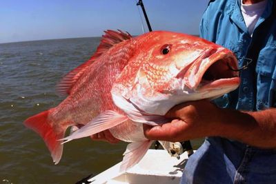 Fishing Orange Beach Alabama