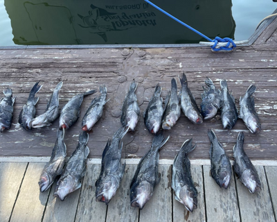 Private 8 Hour Nearshore Bottom Fishing Trip 