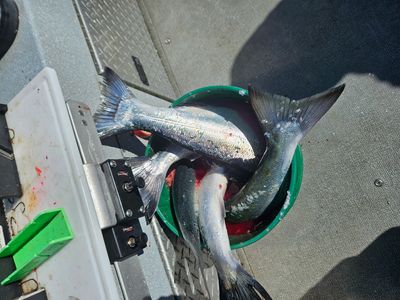 Summer Ocean Chinook and Coho