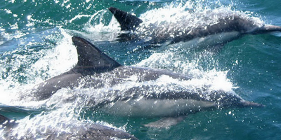 Dolphin Tours Fort Myers, Florida