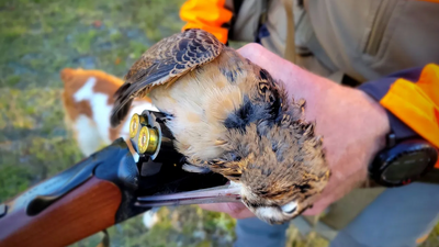 Fully Guided Grouse and Woodcock Hunt - Multi-Day