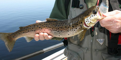 Ice Out Land Lock Salmon And Lake Trout Trips