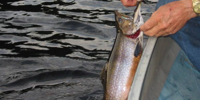 Native Brook Trout Lake/Pond Fishing Trips