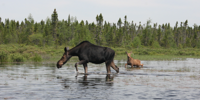 Moose Safari  Adventures