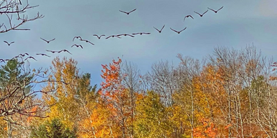 Maine Bird Hunts