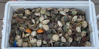 Florida Scalloping Trip