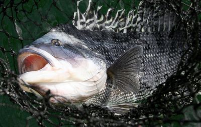 Inshore SeaBass