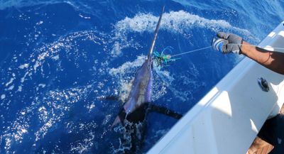 Florida Fishing Charters | 12 Hour Charter Trip 