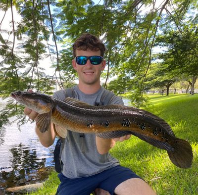 Shoreline Snakehead Fishing