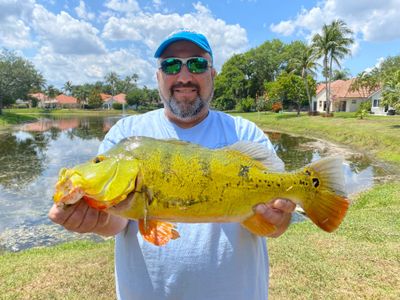 Shoreline Peacock Fishing - Weekday