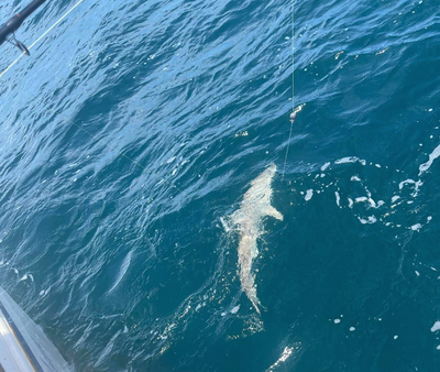 Florida Shark Fishing Charters 