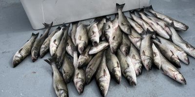 Full Day Private Rockfish & Seasonal Species – 8HR