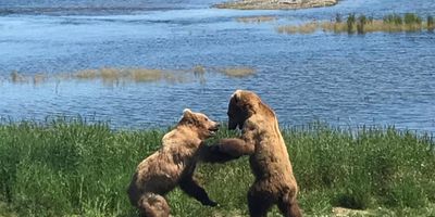 Alaska Wildlife Guide | 8 Hour Bear Viewing and Salmon Fishing Trip