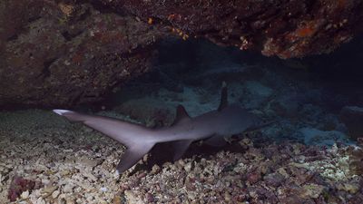 Cape May Land Based Shark Fishing | 6 Hour Charter Trip 