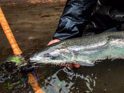 Sandy River Winter Steelhead