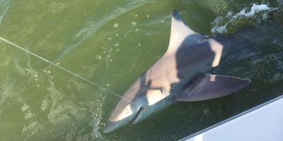 Fishing Charters Charleston South Carolina | Morning Shark Fishing Trip - 23' Pathfinder