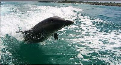 Dolphin and Island Tours in Panama City, FL