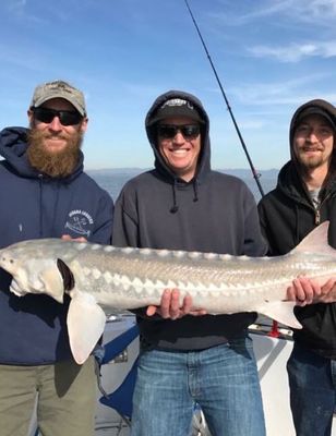 Sturgeon striped bass