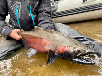 Fall Salmon Trips in Lake Michigan