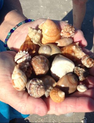 Shelling Anclote Key 