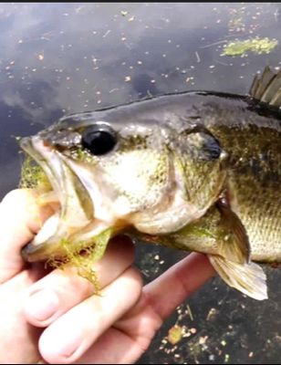 Lake Tarpon Florida Fishing