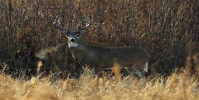 New Hampshire Whitetail Hunting