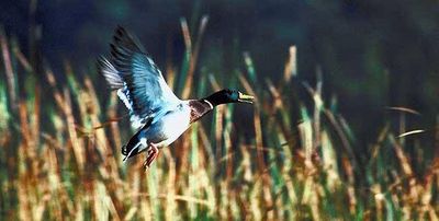 Duck Hunting in New Hampshire